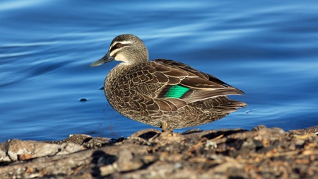 A Pacific Black Duck (Anas superciliosa) at Lake Monger, Perth, Western Australia.の写真素材