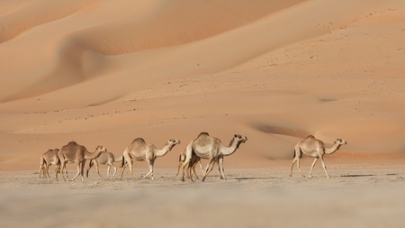 Camels in the Rub al Khali or Empty Quarter. Straddling Oman, Saudi Arabia, the UAE and Yemen, this is the largest sand desert in the world.の写真素材
