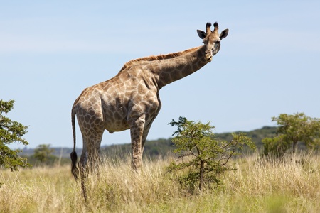 A young male giraffe (Giraffa camelopardalis) in the Sibuya Game Reserve in South Africa's Eastern Cape.の写真素材
