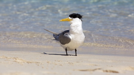 A Crested Tern on the beach of Rottnest Island, Western Australia.の写真素材