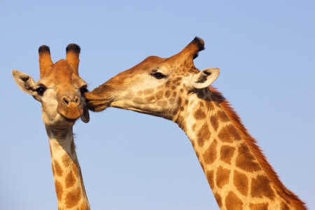 Giraffe pair bonding in the Kruger National Park, South Africa.の写真素材