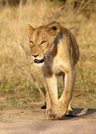 Lioness, Kruger National Park, South Africa.の写真素材