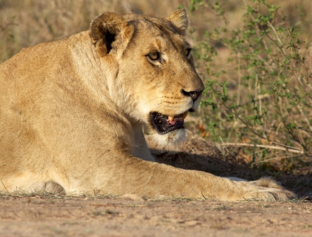 Portrait of a lioness, Kruger National Park, South Africa.の写真素材