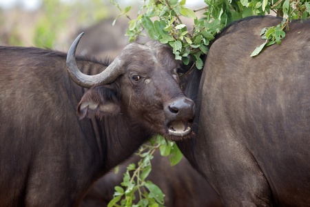 Portrait of an African or Cape buffalo (Syncerus caffer) cow in the Kruger National Park, South...