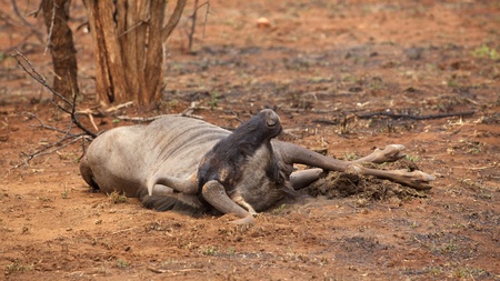 A blue wildebeest (Connochaetes taurinus) carcass in the Kruger National Park, South Africa.の写真素材