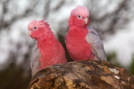 A pair of Galahs (a type of cockatoo) at The Pinnacles, Nambung National Park, Western Australia.の写真素材