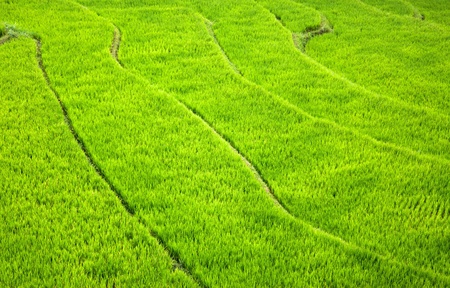 Rice terraces in the Culik area of Eastern Bali, Indonesia.