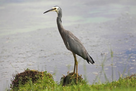 The White-faced Heron (Egretta novaehollandiae) is a common bird throughout most of Australia, New Guinea, Indonesia, New Zealand and the islands of the Subantarctic. の写真素材