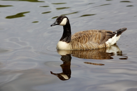 A Canada Goose (Branta canadensis) swimming on Lake Bolam, near Belsay in Northumberland, United Kingdom.の写真素材