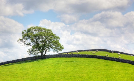 A typical landscape with old stone walls in the heart of England's Yorkshire Dales.の写真素材