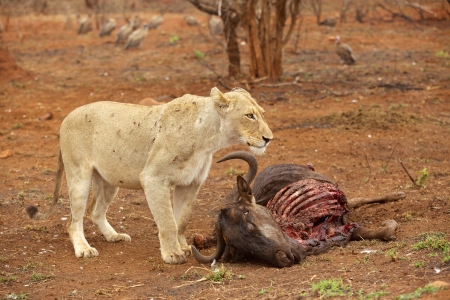 A a battle-scarred lioness guarding a wildebeest kill in the Kruger National Park, South Africa の写真素材
