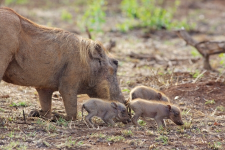 A female warthog (Phacochoerus aethiopicus)  grazing with her piglets in the Kruger National Park, South Africa.の写真素材