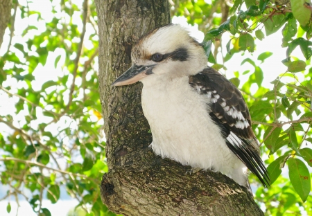 The Laughing Kookaburra  Dacelo novaeguineae  is a carnivorous bird in the kingfisher family Halcyonidae  Native to eastern Australia, it has also been introduced to parts of New Zealand, Tasmania and Western Australia  の写真素材