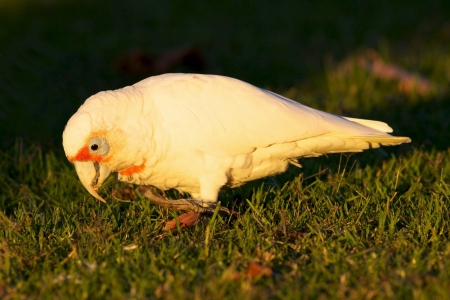 The Western Corella  Cacatua pastinator  formerly known as the Western Long-billed Corella, is a species of white cockatoo endemic to south-western Western Australia の写真素材