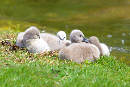 Black Swan cygnets  Cygnus atratus , one of Australia s best-known birds, breeding mainly in the south-east and south-west regions  の写真素材