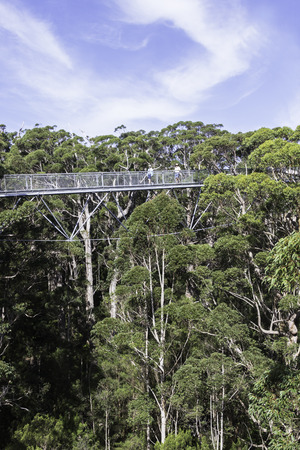 WALPOLE, WESTERN AUSTRALIA - APRIL 2, 2016: Two unidentified tourists enjoying the Tree Top Walk in the Valley of the Giants in Walpole-Nornalup National Park near Walpole, Western Australia.のeditorial素材