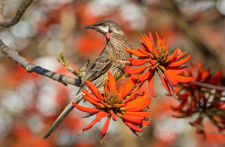 A Red Wattlebird (Anthochaera carunculata) feeding on nectar on a coral tree in Western Australia.の写真素材
