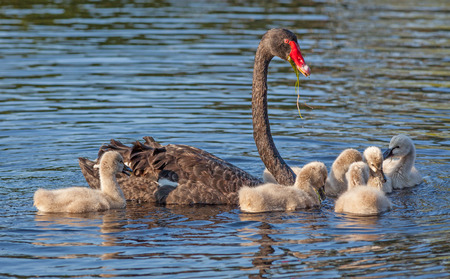 A Black Swan (Cygnus atratus), one of Australia's best-known birds, feeding its cygnets.の写真素材