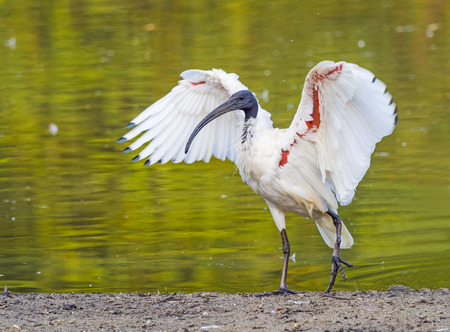 An Australian White Ibis spreads its wings at a lake in Perth, Western Australia.