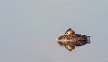 A resting Great Crested Grebe (Podiceps cristatus), a member of the grebe family of water birds, found in Europe, Africa, Asia and Australia. With copy space.の写真素材