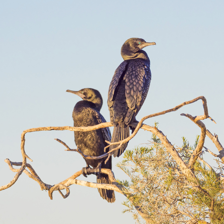 A pair of Little Black Cormorants (Phalacrocorax sulcirostris) photographed at Herdsman Lake in Perth, Western Australia.の写真素材