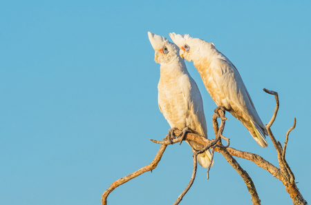 Two Little Corellas perched on a branch, at Herdsman Lake in Perth, Western Australia.の写真素材