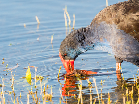 Close-up of a Purple Swamphen (Porphyrio porphyrio) feeding at Herdsman Lake in Perth, Western Australia.の写真素材