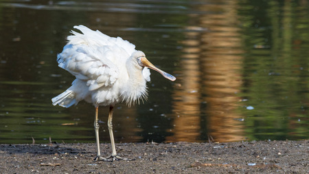 A Yellow-Billed Spoonbill (Platalea regia) beside a lake in Perth, Western Australia.の写真素材