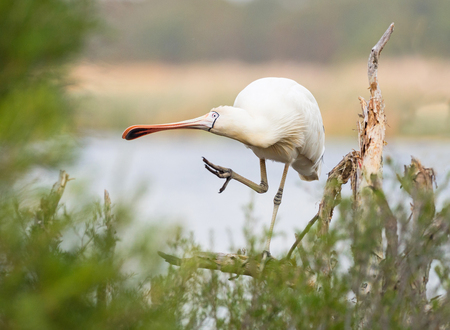 A Yellow-Billed Spoonbill (Platalea regia) grooming itself on a tree at Herdsman Lake in Perth, Western Australia.の写真素材