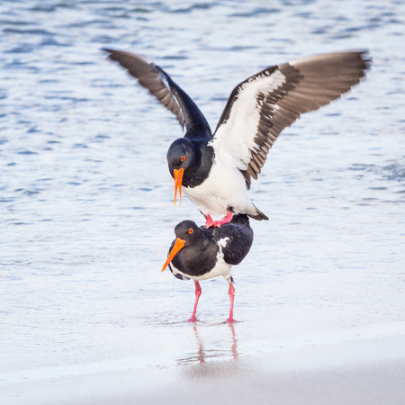 A pair of Pied Ostercatchers mating on the beach at Rottnest Island, near Perth in Western Australia.の写真素材