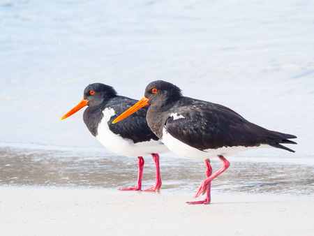 A pair of Pied Oystercatchers on the beach at Rottnest Island, near Perth in Western Australia.の写真素材