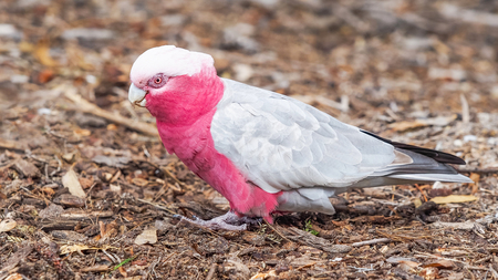 Often seen on the ground, Galahs are a pink and grey coloured cockatoo found in most areas of...