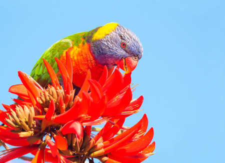 A Rainbow Lorikeet (Trichoglossus haematodus) - a colourful, medium-sized Australian parrot - feeding on the flowers of a Coral Tree (Erythrina sykesii) in Perth, Western Australia.の写真素材
