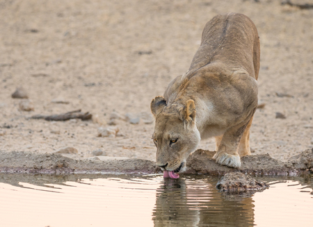 A female lion drinking in the Kgalagadi Transfrontier Park which straddles South Africa and Botswana.の写真素材