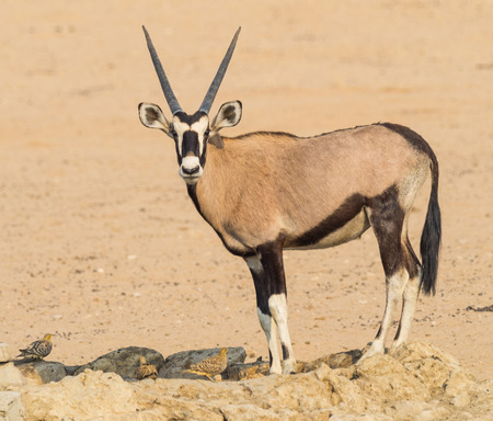 A gemsbok drinking with Namaqua Sandgrouse in the Kgalagadi Transfrontier Park, which straddles...