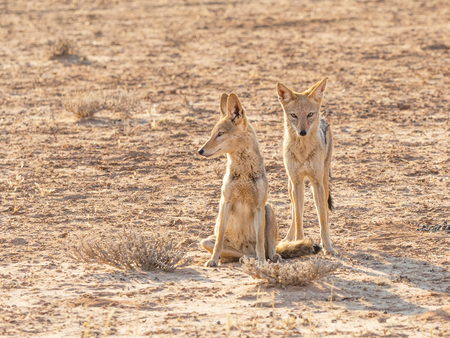 A pair of Black-Backed Jackals in the Kgalagadi Transfrontier Park, situated in the Kalahari Desert which straddles South Africa and Botswana.の写真素材