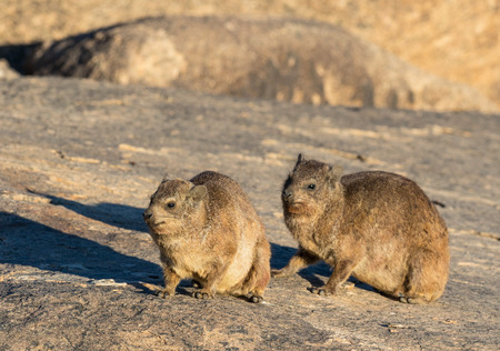 A pair of Rock Hyrax or Dassies near Augrabies Falls in South Africa.の写真素材