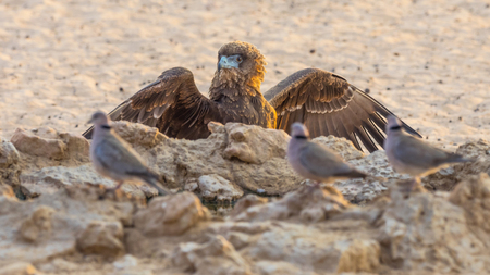 An immature Bateleur displaying in front of Cape Turtle Doves at a waterhole in the Kgalagadi Transfrontier Park straddling South Africa and Botswana.の写真素材