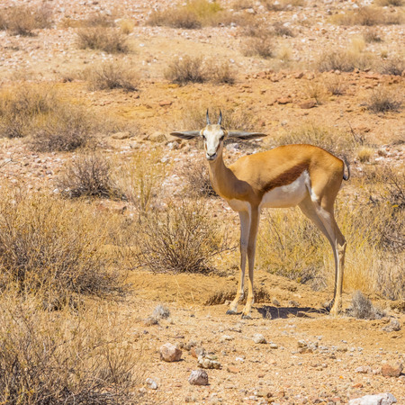 A sub adult springbok in Augrabies Falls National Park.