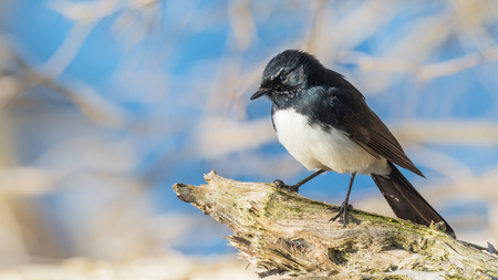 The Willie Wagtail (Rhipidura leucophrys) is one of Australia's most widespread bird species. It is also found in New Guinea, the Solomon Islands and Indonesia.の写真素材