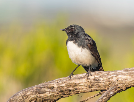 A Willie Wagtail (Rhipidura leucophrys), one of Australia's most widespread bird species, photographed at Herdsman Lake in Perth, Western Australia.の写真素材