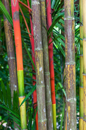 Colorful bamboo stems growing in the Singapore Botanic Gardens.の写真素材