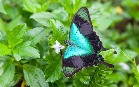 A unidentified blue and black butterfly feeding on a small white flower.の写真素材