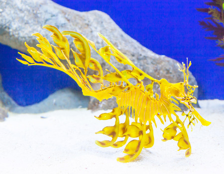 Endemic to the waters off south and east Australia, leafy sea dragons are closely related to seahorses and pipefish. They are perfectly camouflaged to blend in with seaweed and kelp formations.の写真素材