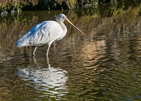 A Yellow-Billed Spoonbill (Platalea regia) wading at a lake in Perth, Western Australia.の写真素材