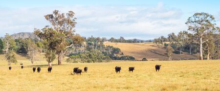 Cattle on a farm in the Tamar Valley in Tasmania, Australia.の写真素材