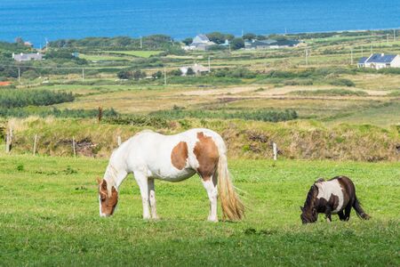 Horses grazing in the Skellig Ring area of County Kerry, Ireland.の写真素材