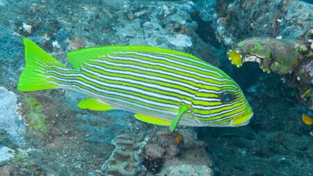 Plectorhinchus polytaenia, the ribboned sweetlips, is a species of grunt native to the Indian Ocean...
