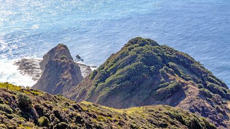 A rocky point in North Island, New Zealand, known as Te Reinga with an ancient kahika tree known as...