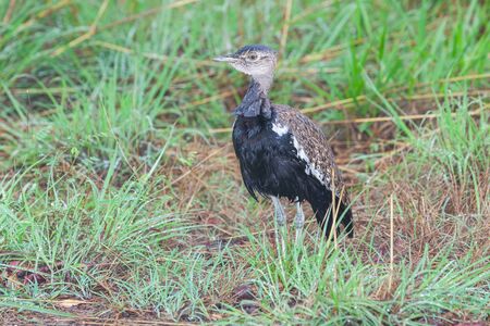 A Red-Crested Korhaan (Lophotis ruficrista) in the rain in the Kruger National Park, South Africa.の写真素材